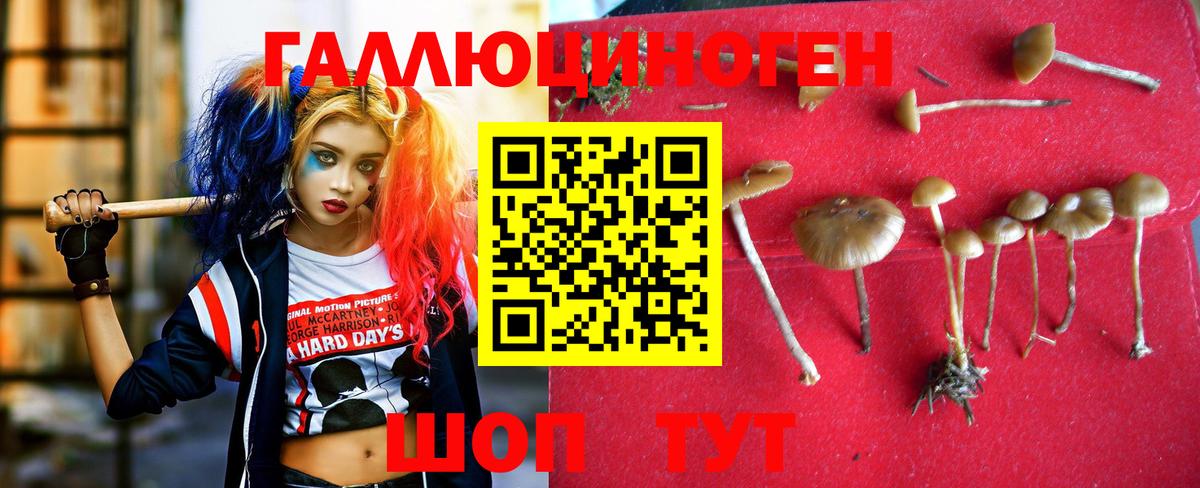 Псилоцибиновые грибы Psilocybe  Псилоцибиновые грибы ЛСД  Вход с VPN  Котовск 